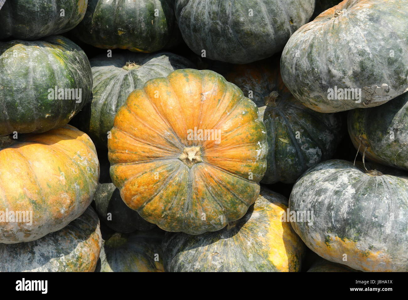 Citrouille (Cucurbita moschata musc), Muskat de Provence Banque D'Images