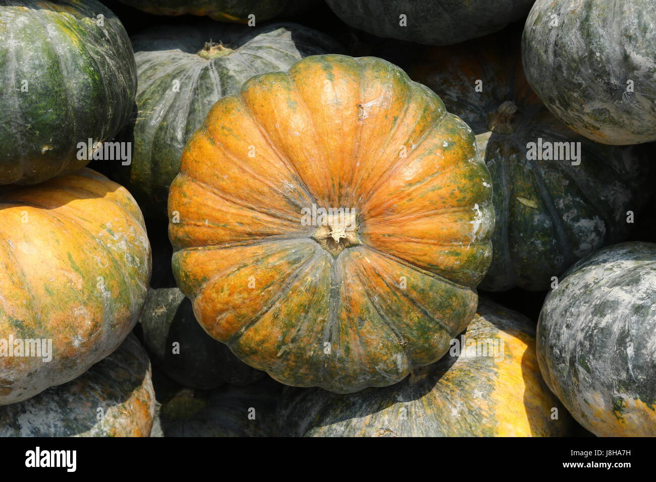 Citrouille (Cucurbita moschata musc), Muskat de Provence Banque D'Images