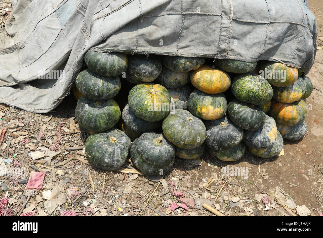 Citrouille (Cucurbita moschata musc), Muskat de Provence Banque D'Images