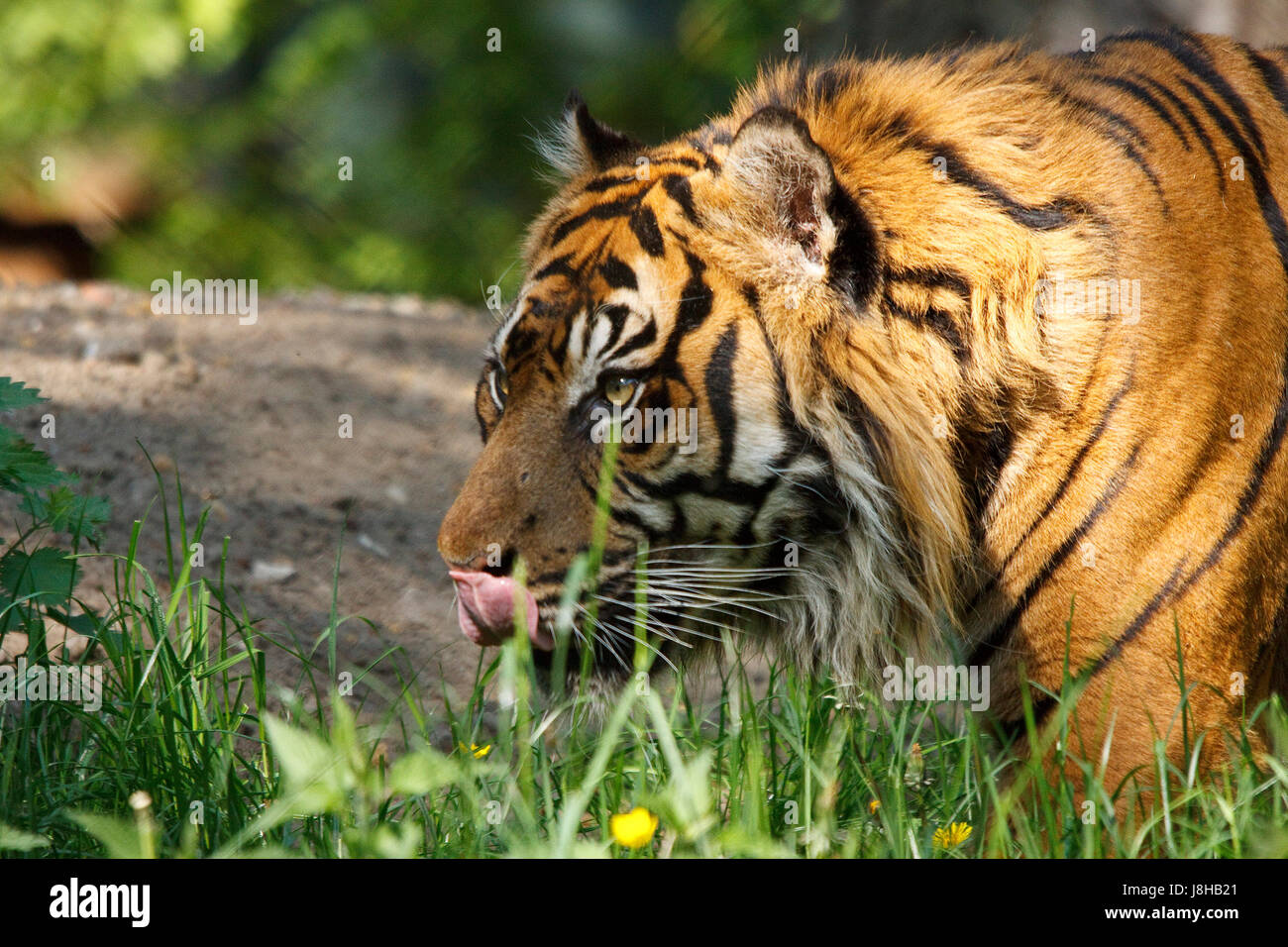 Big cat, félin prédateur, chat, tigre, panthère, predator, danger, l'animal, Banque D'Images