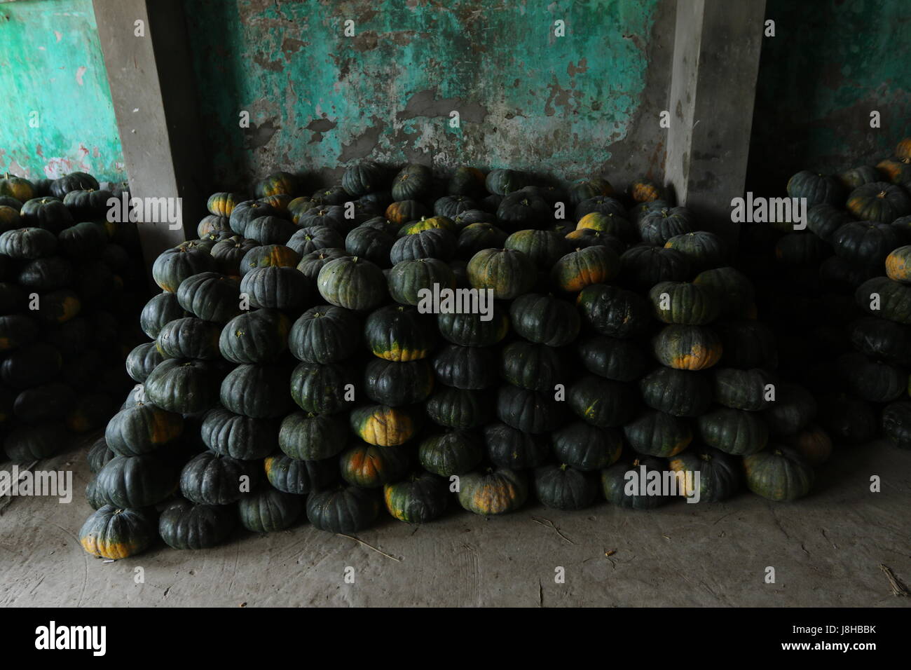 Citrouille (Cucurbita moschata musc), Muskat de Provence Banque D'Images