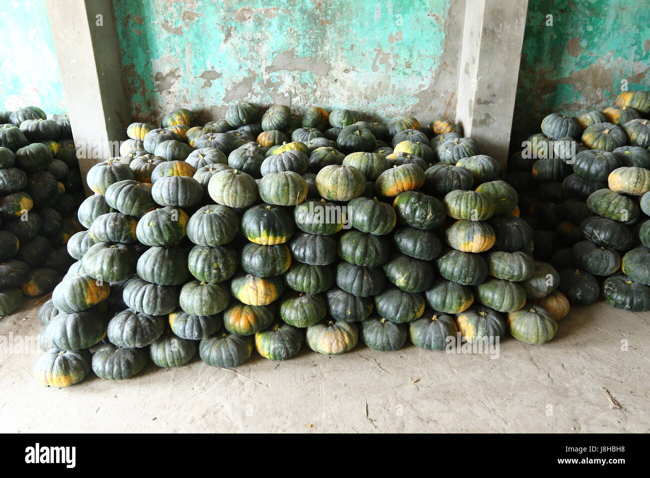 Citrouille (Cucurbita moschata musc), Muskat de Provence Banque D'Images