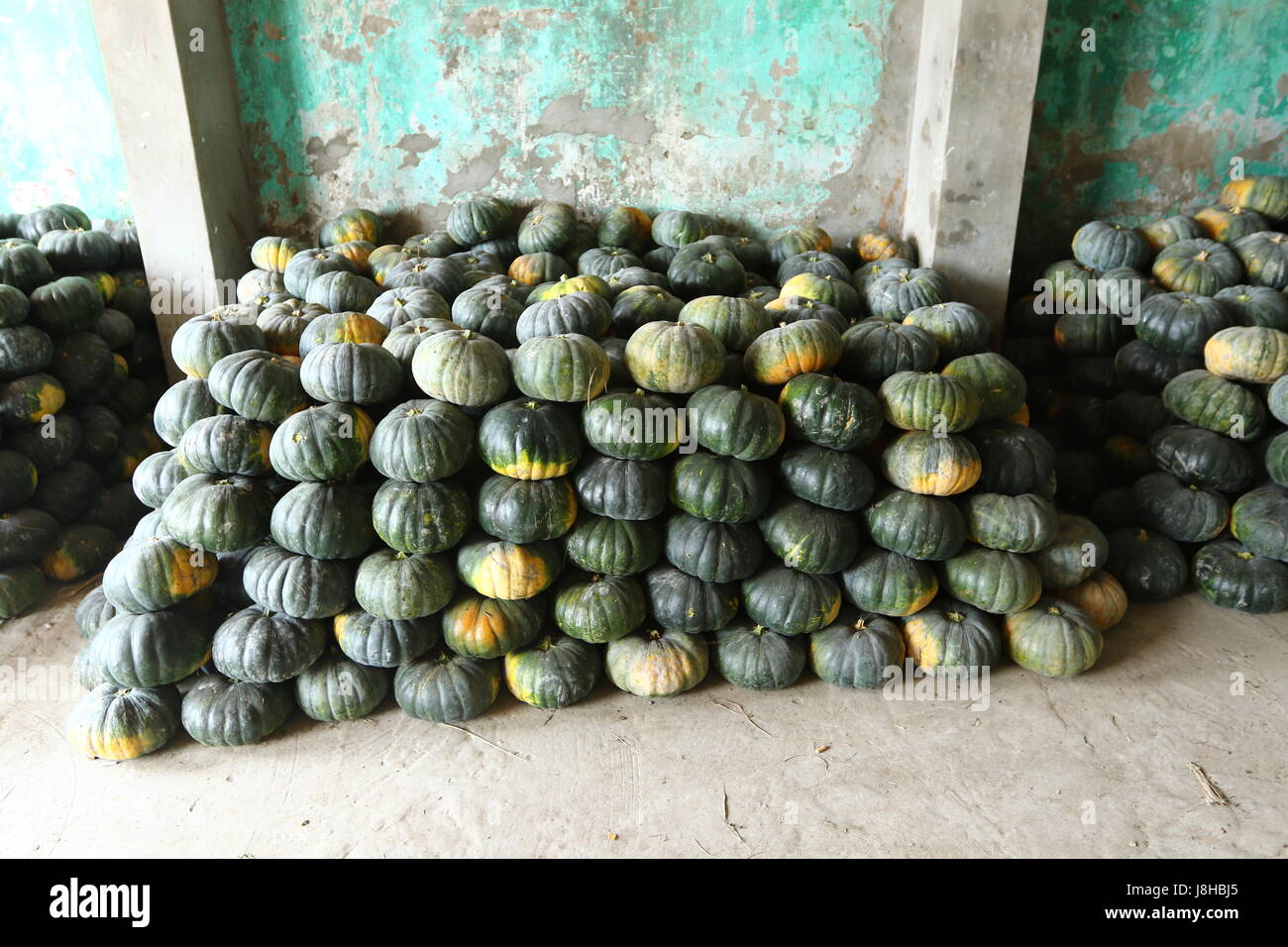 Citrouille (Cucurbita moschata musc), Muskat de Provence Banque D'Images