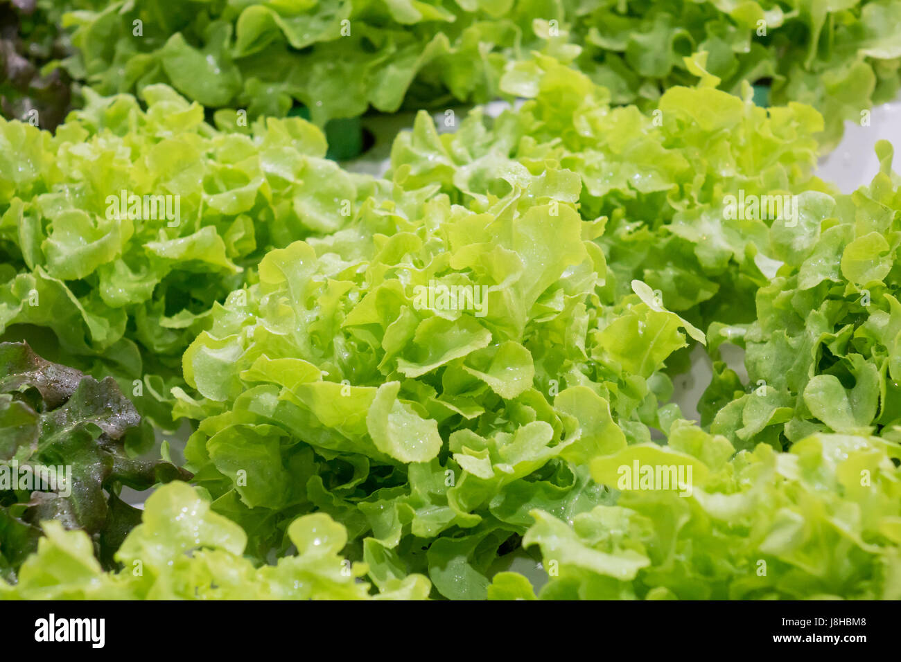 Les légumes de culture biologique des légumes sains ne sont pas nocifs pour le corps. Banque D'Images