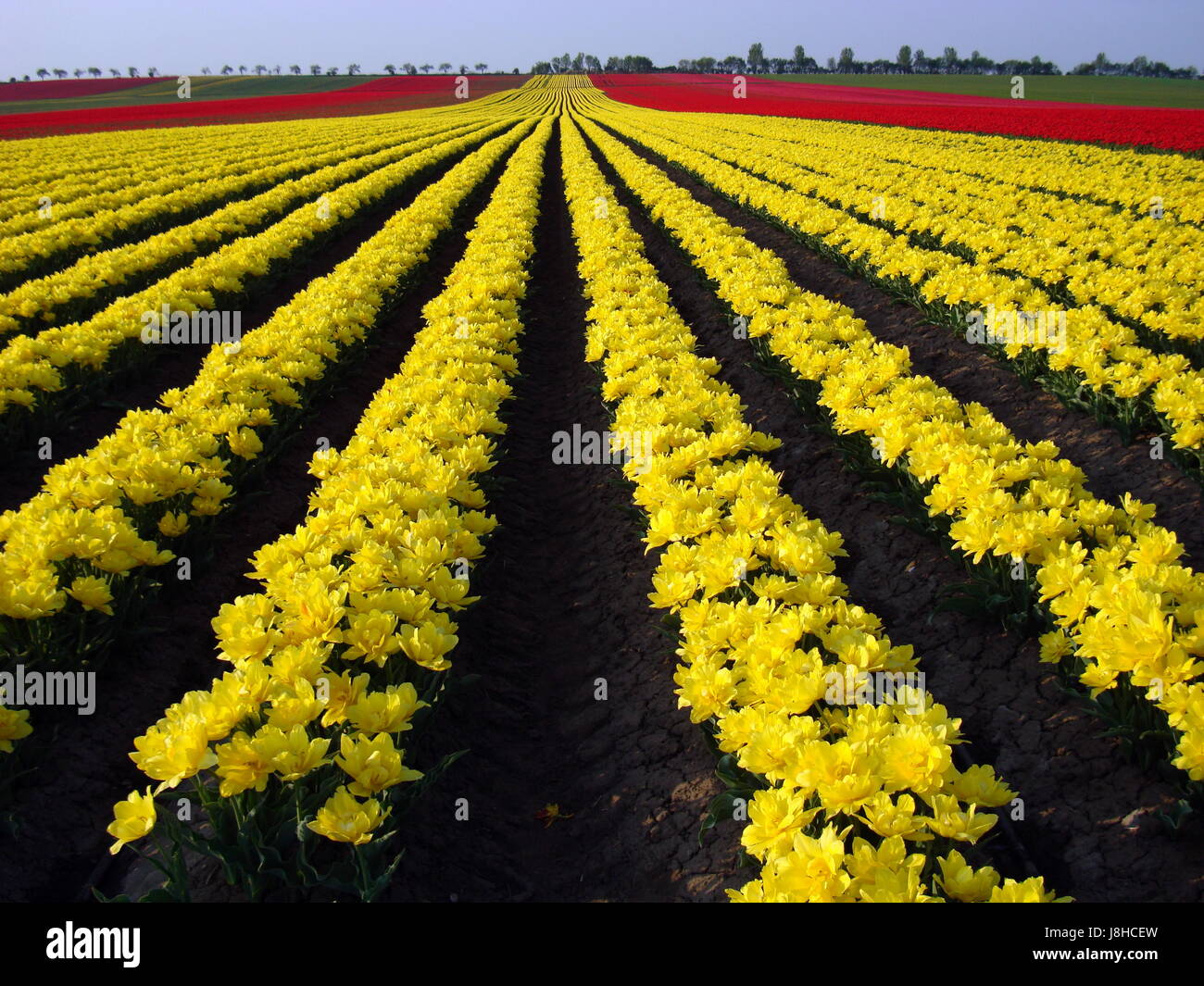 Bloom, s'épanouir, de s'épanouir, en plein essor, champ, fleur, fleurs, plantes, printemps, Banque D'Images