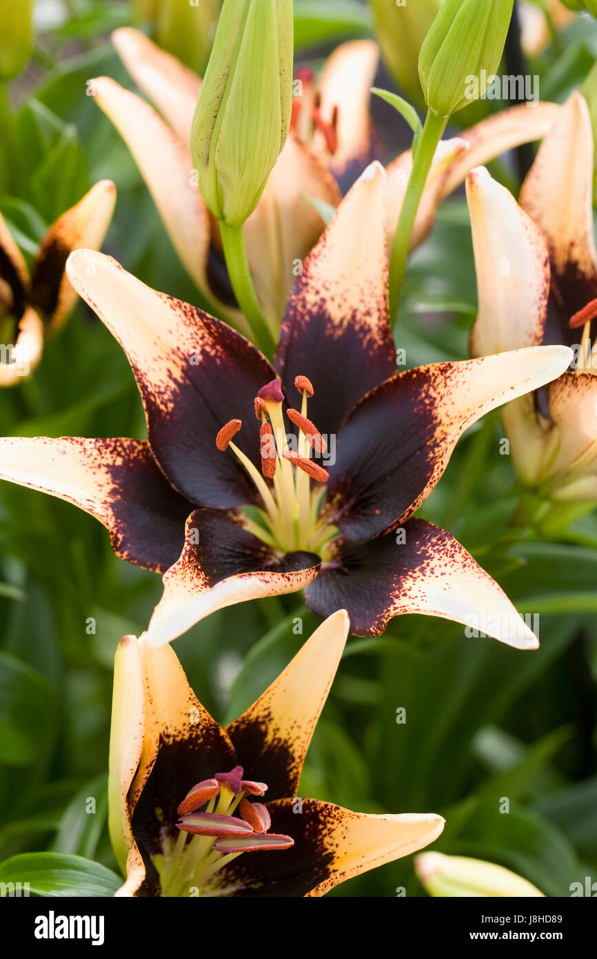 Lilium Coeur de Lion des fleurs au printemps. Banque D'Images