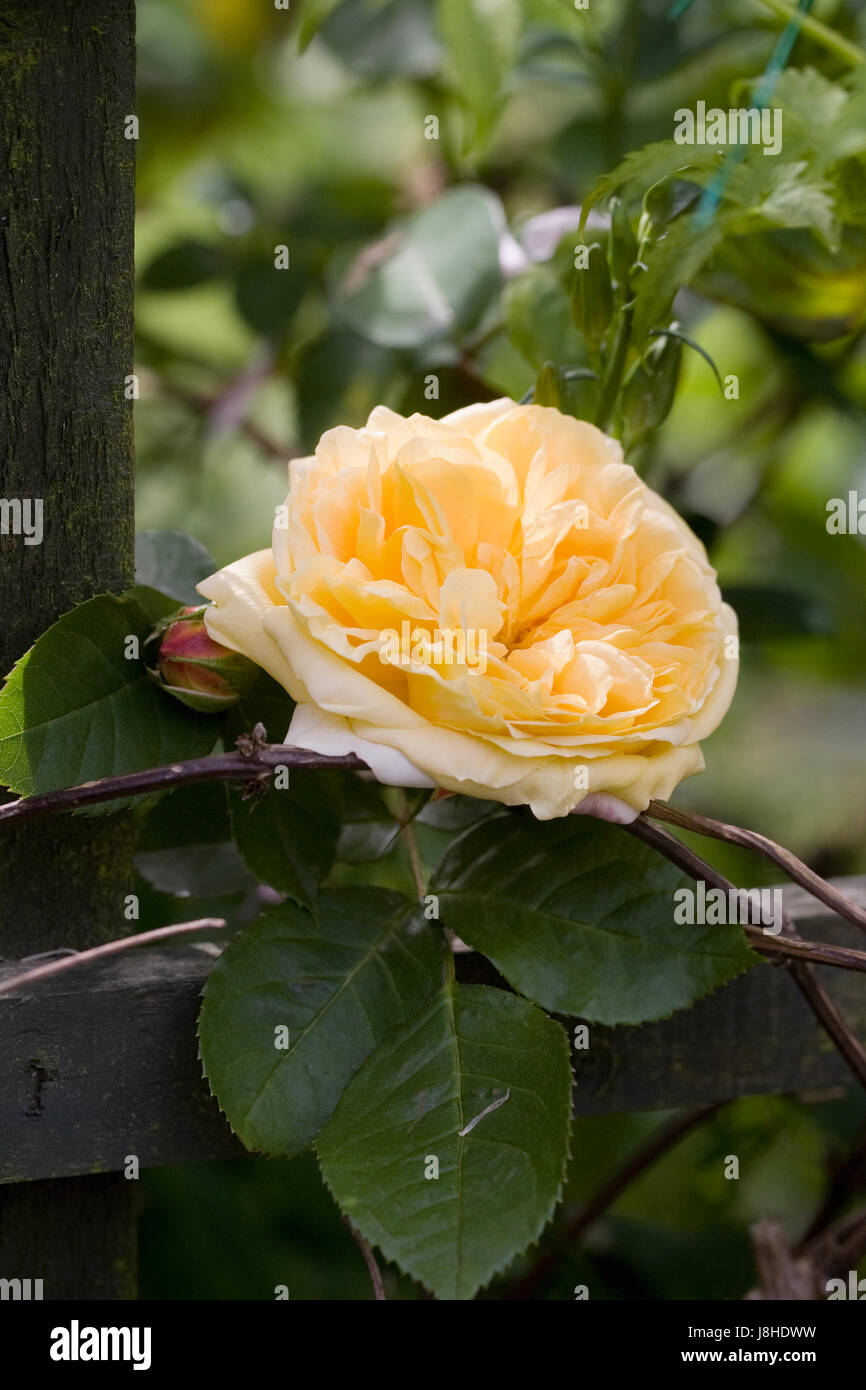 Rosa Crown Princess Margareta 'Ausbaker'. Une courte escalade English rose. Banque D'Images