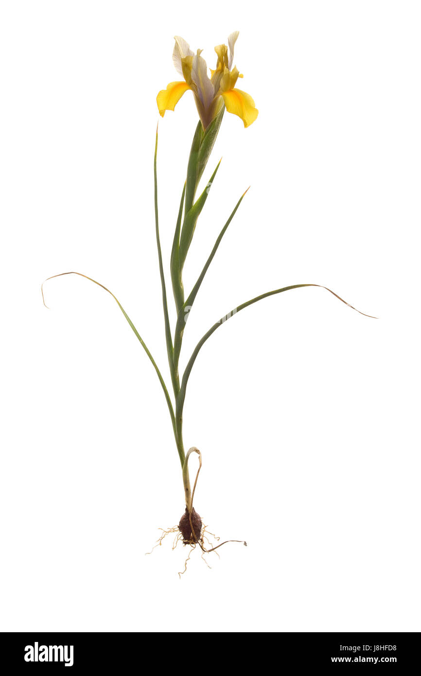 Ensemble de dutch iris plante avec des racines isolées sur fond blanc Banque D'Images