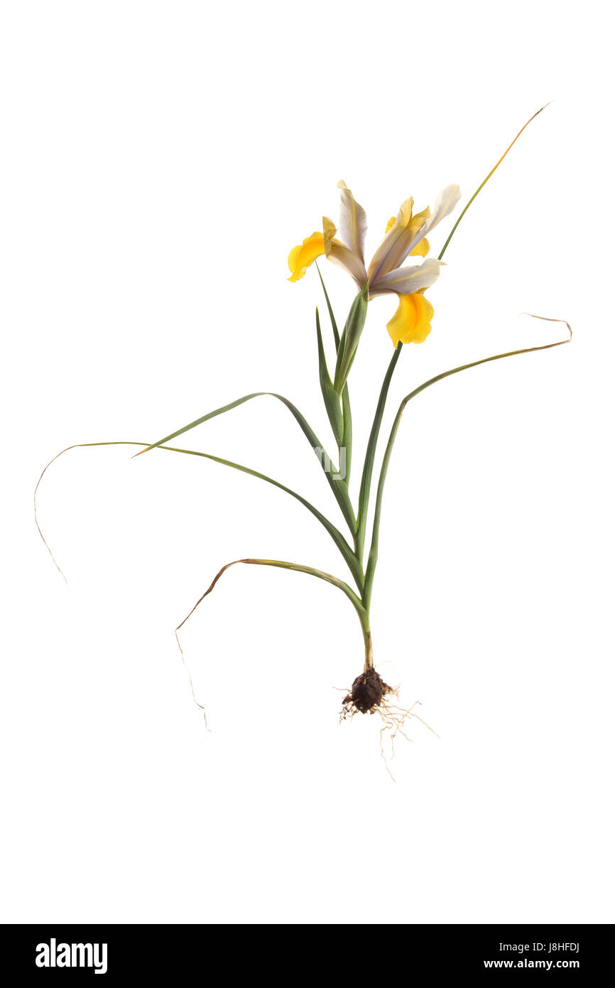 Iris x hollandica entier isolé sur fond blanc Banque D'Images