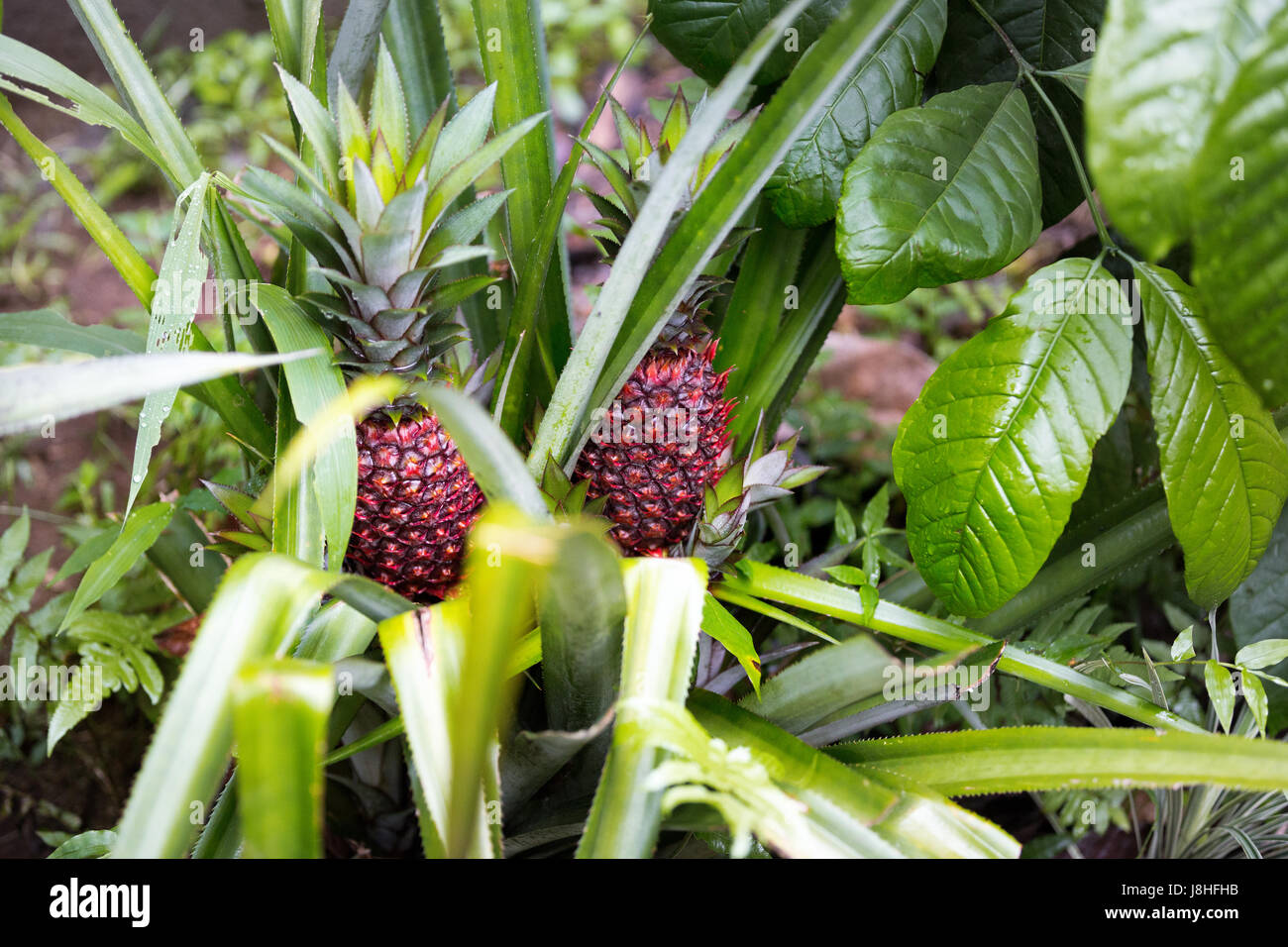Fruits tropicaux, ananas rouge Banque D'Images