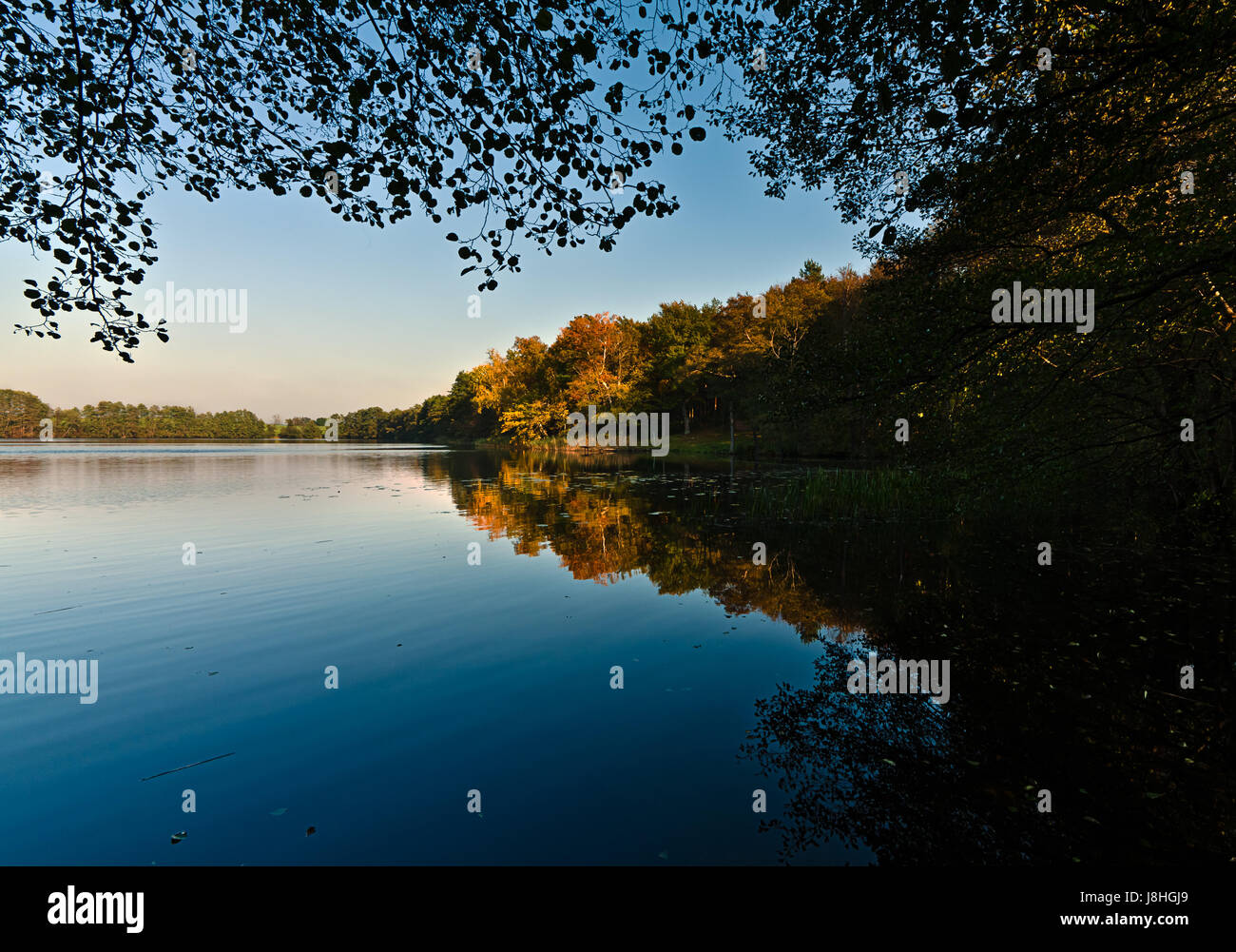 Arbre, arbres, les eaux, l'eau douce, le lac, les eaux intérieures, de l'eau, bleu, l'éclat, Banque D'Images