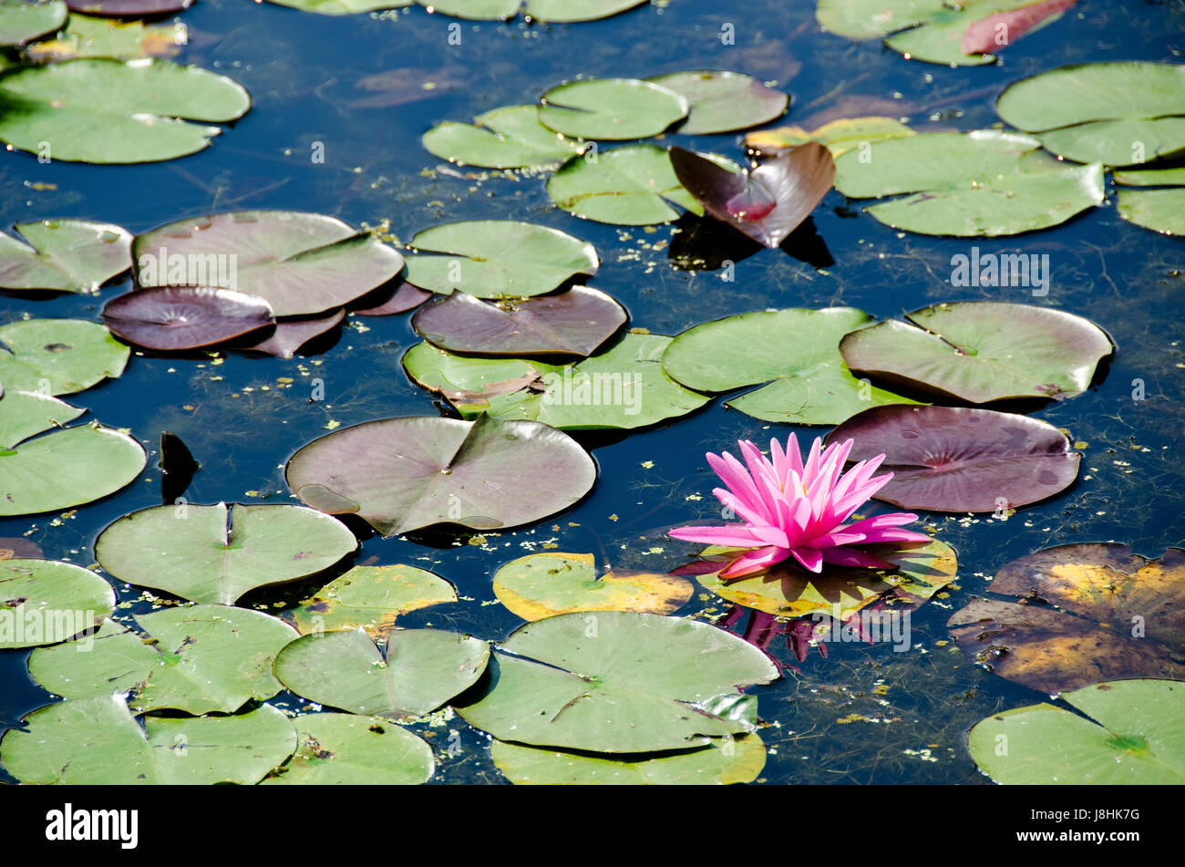 Belle, beauteously, nice, fleur, plante, fleurs, fleurir, s'épanouir, Banque D'Images