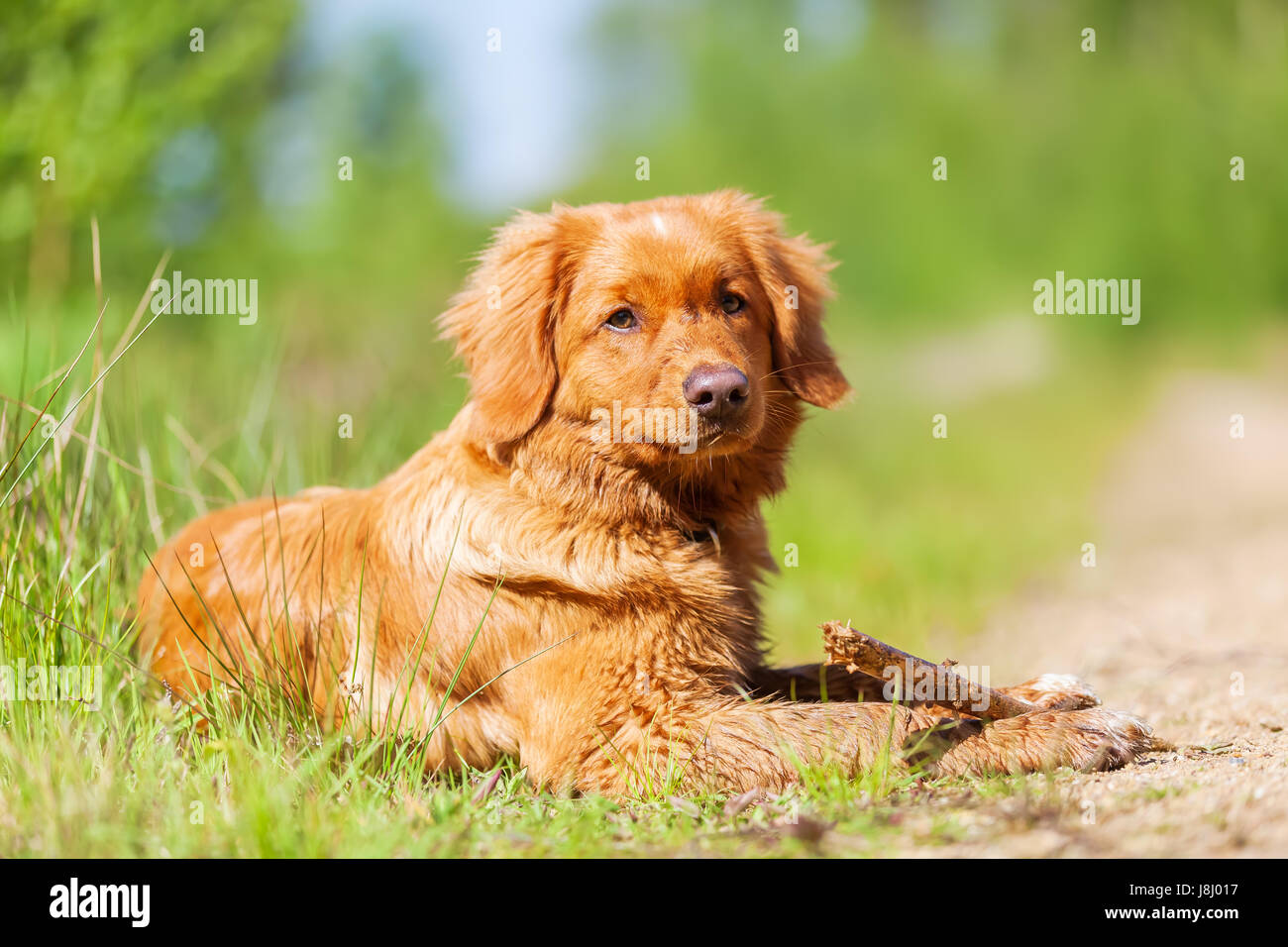 Portrait en extérieur d'une Nova Scotia Duck Tolling Retriever Banque D'Images