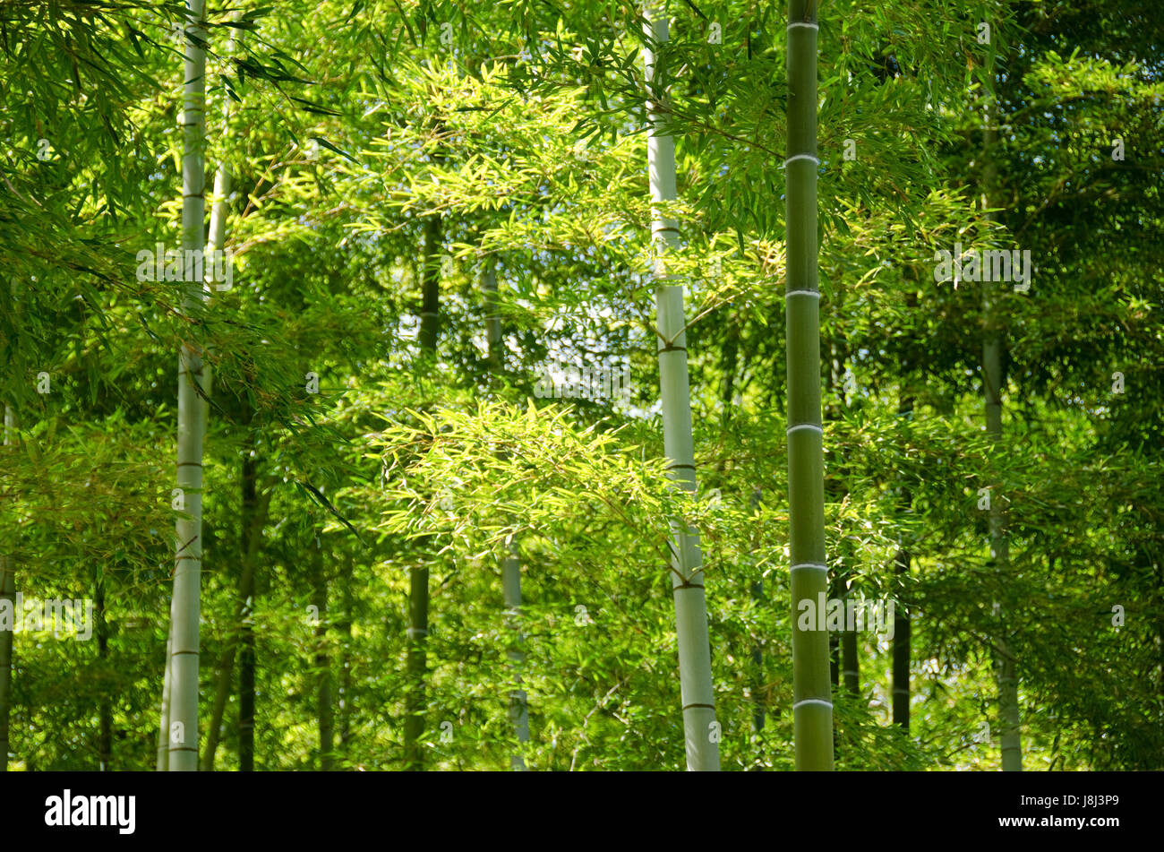 Arbre, arbres, bambou, japonais, Japon, pelouse, vert, forêt, éclat, brille, Banque D'Images