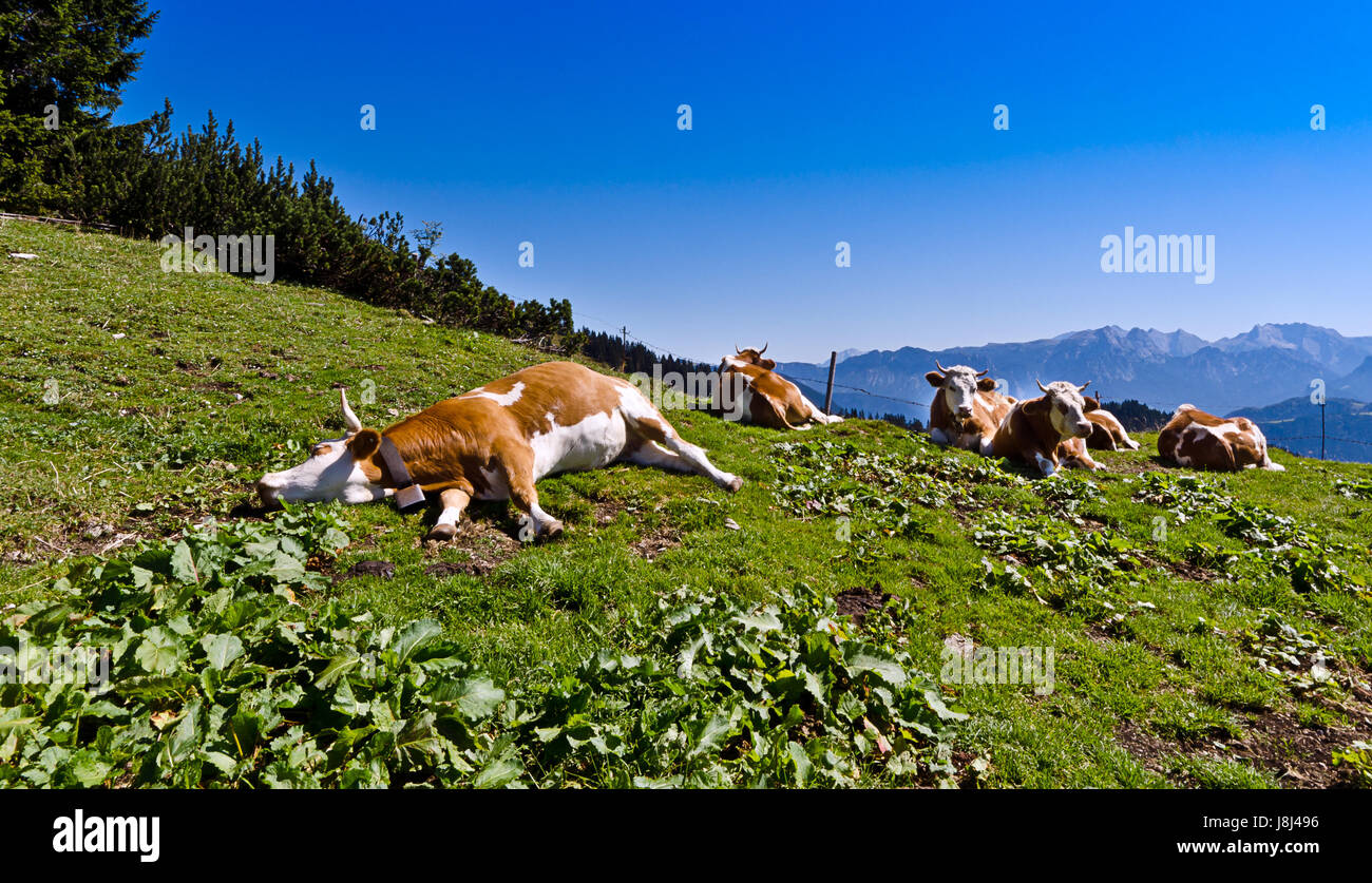 Montagnes, Alpes, ALP, vache, vaches, animaux de ferme, alp pré, montagnes, animal, Banque D'Images