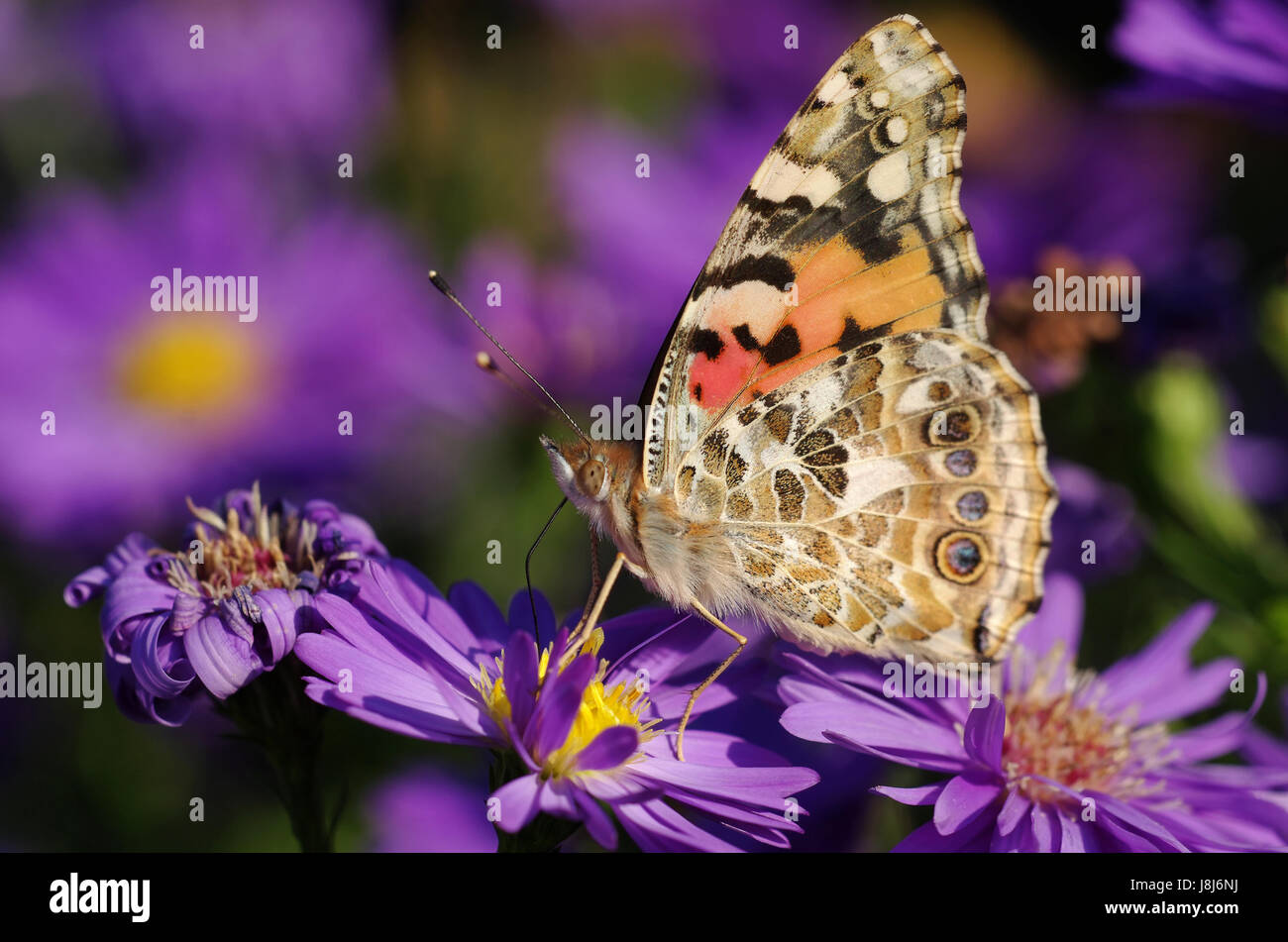 Papillon, insecte, papillon, boire, boire, bavoirs, insecte, insectes, la conservation Banque D'Images