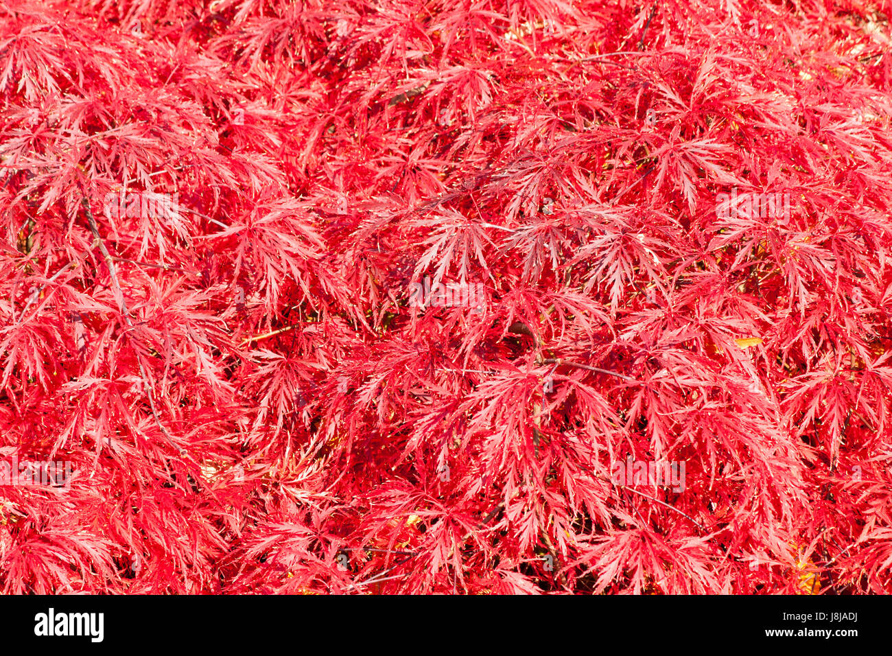 L'érable, japonais, coloration d'automne, rouge, plante, schlitzahorn, Acer palmatum, Banque D'Images