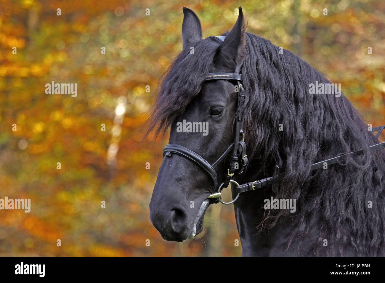 Frises,chevaux,beauté,automne,automne,friesenpferd barockpferd,,kaltblut dressurpferd, Banque D'Images