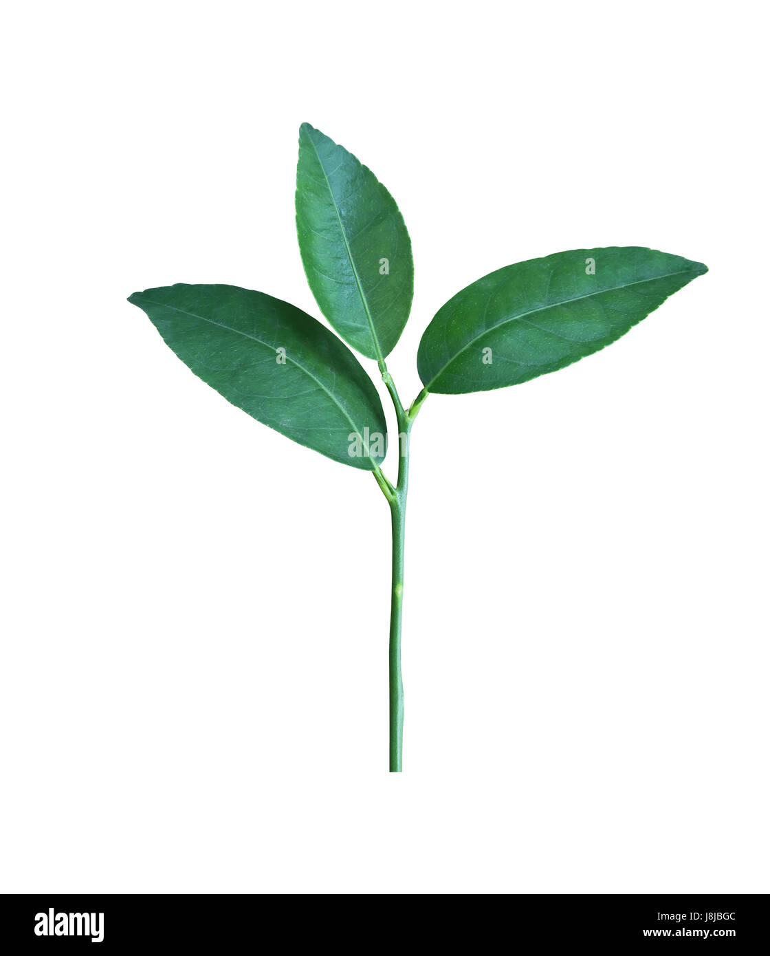 Haut de l'arbre vert isolé sur fond blanc et chemins de détourage ont pour un déploiement facile. Banque D'Images