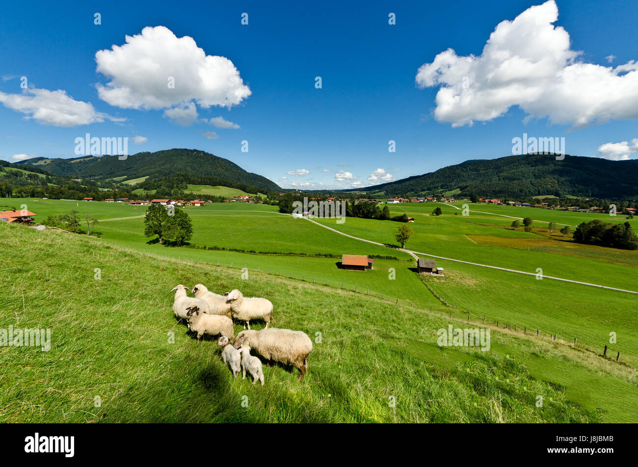 Montagnes, Alpes, moutons (pl.), montagne, montagnes, bleu, vert, Alpes, large Banque D'Images