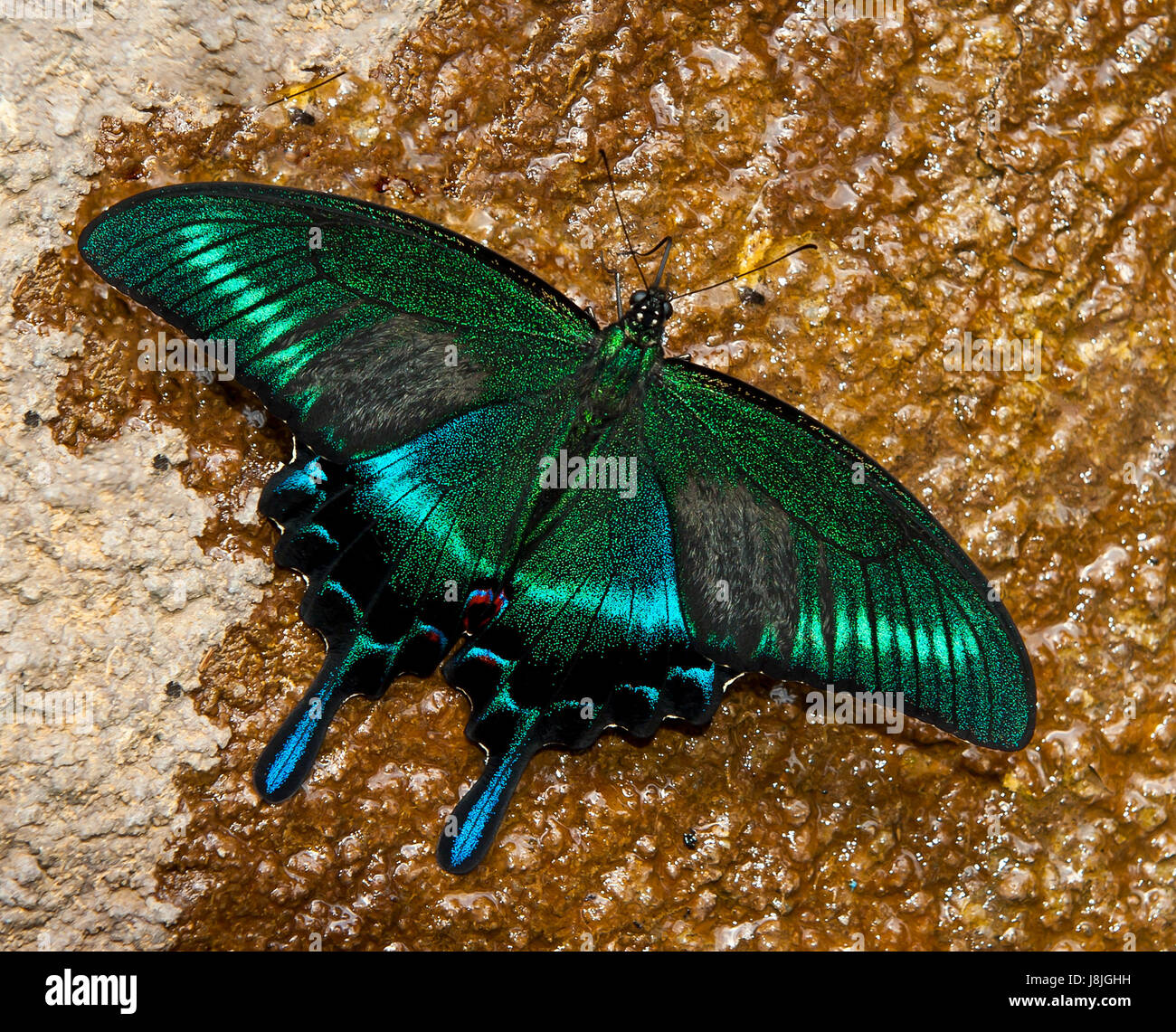 Swallowtail butterfly, japonais,, bleu, beau, beauteously, nice, macro, Banque D'Images