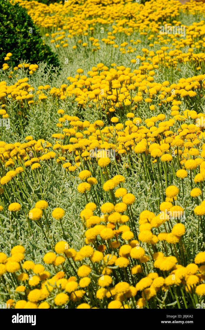 Domaine, paysage, campagne, nature, jaune, jardin, fleur, plante, sol Photo  Stock - Alamy