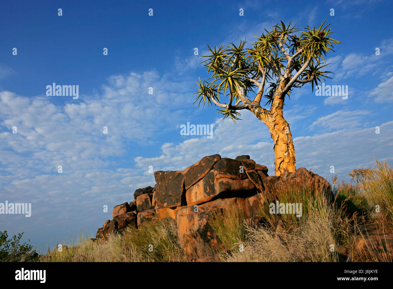 Arbre, la Namibie, l'aloès, paysage, paysage, campagne, nature, nuages, Banque D'Images