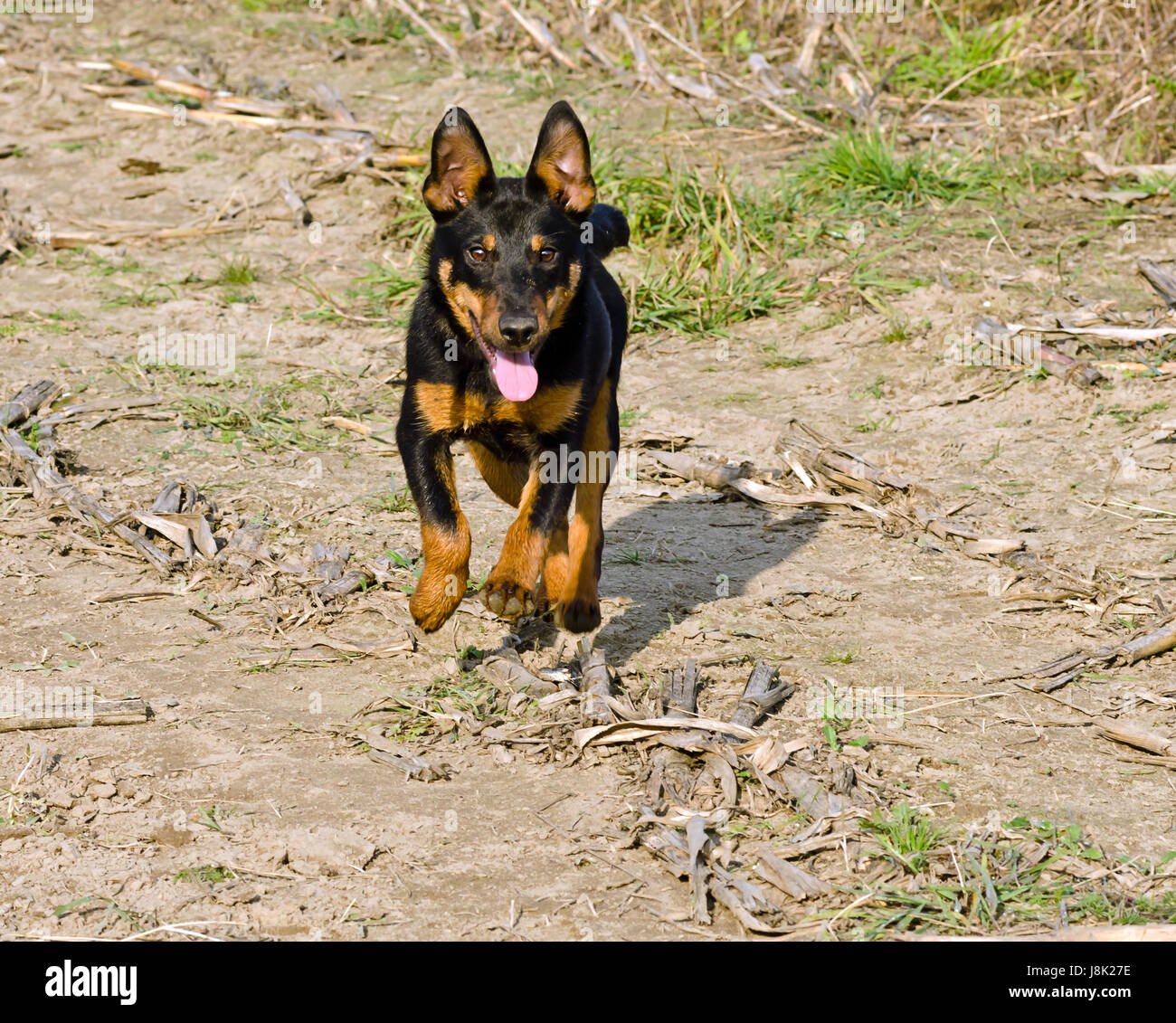 Terrier puppy en action Banque D'Images
