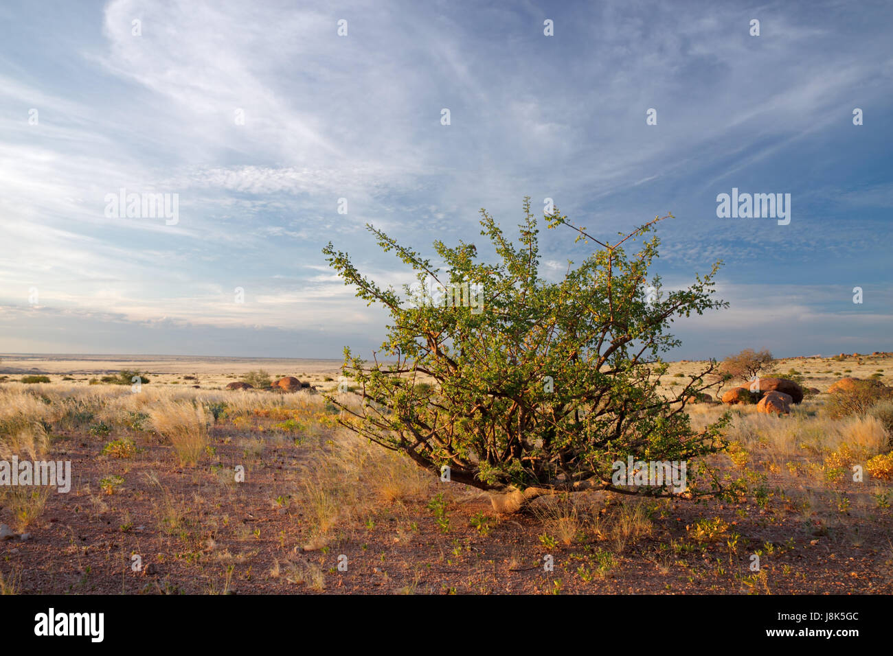 Désert, désert, sud, de la Namibie, de l'arbuste, Africain, paysage, paysage, Banque D'Images