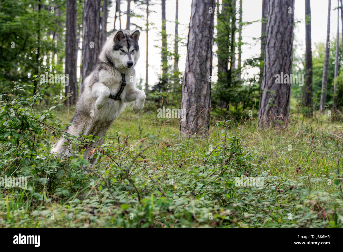 sur la chasse Banque D'Images