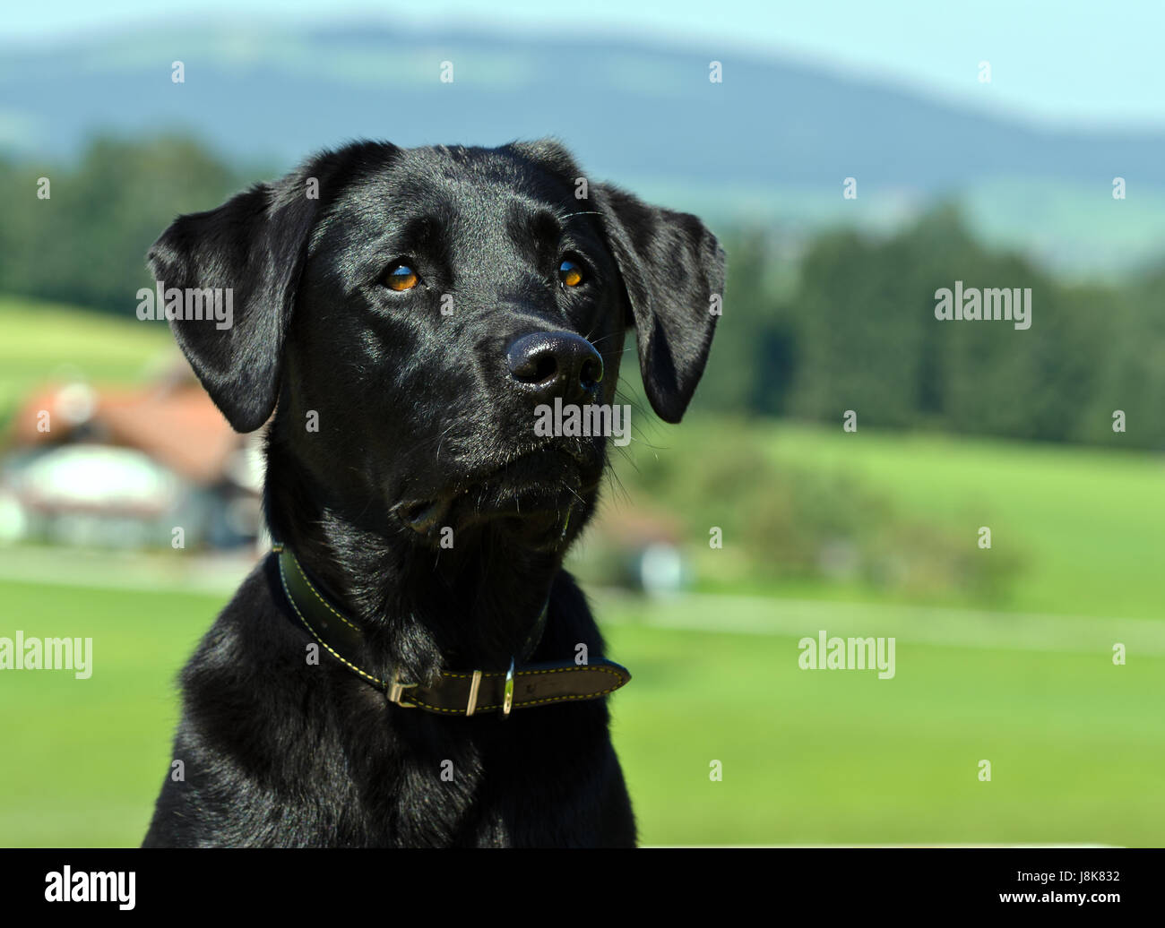 Animal de compagnie, animaux domestiques, chien, chiens, labrador, animal, animal, animaux, animaux domestiques, noir, de teint basané, Banque D'Images