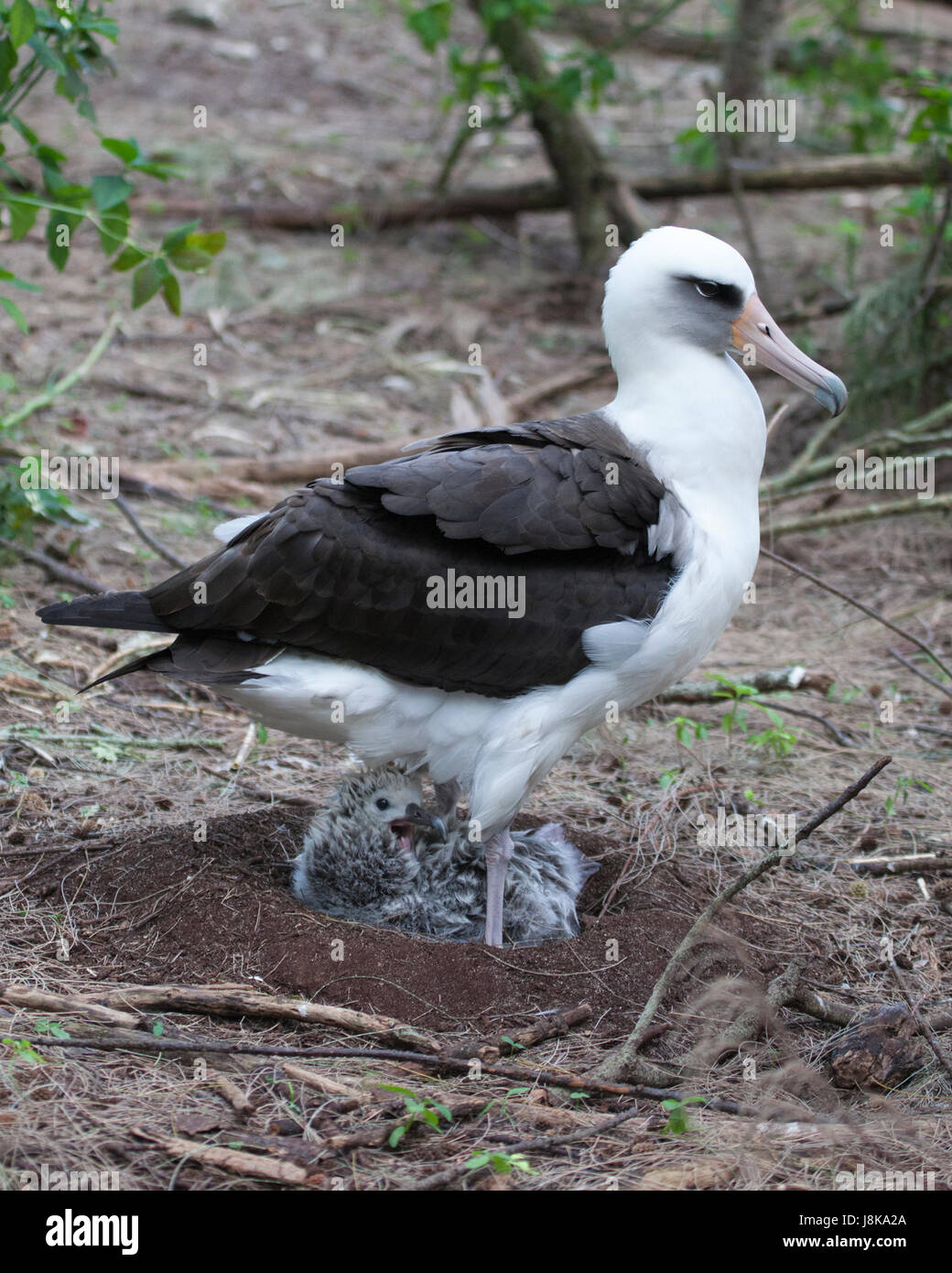 Laysan Albatros (Phoebastria immutabilis) parent debout sur un petit poussin sur un nid sur une île du Pacifique Banque D'Images