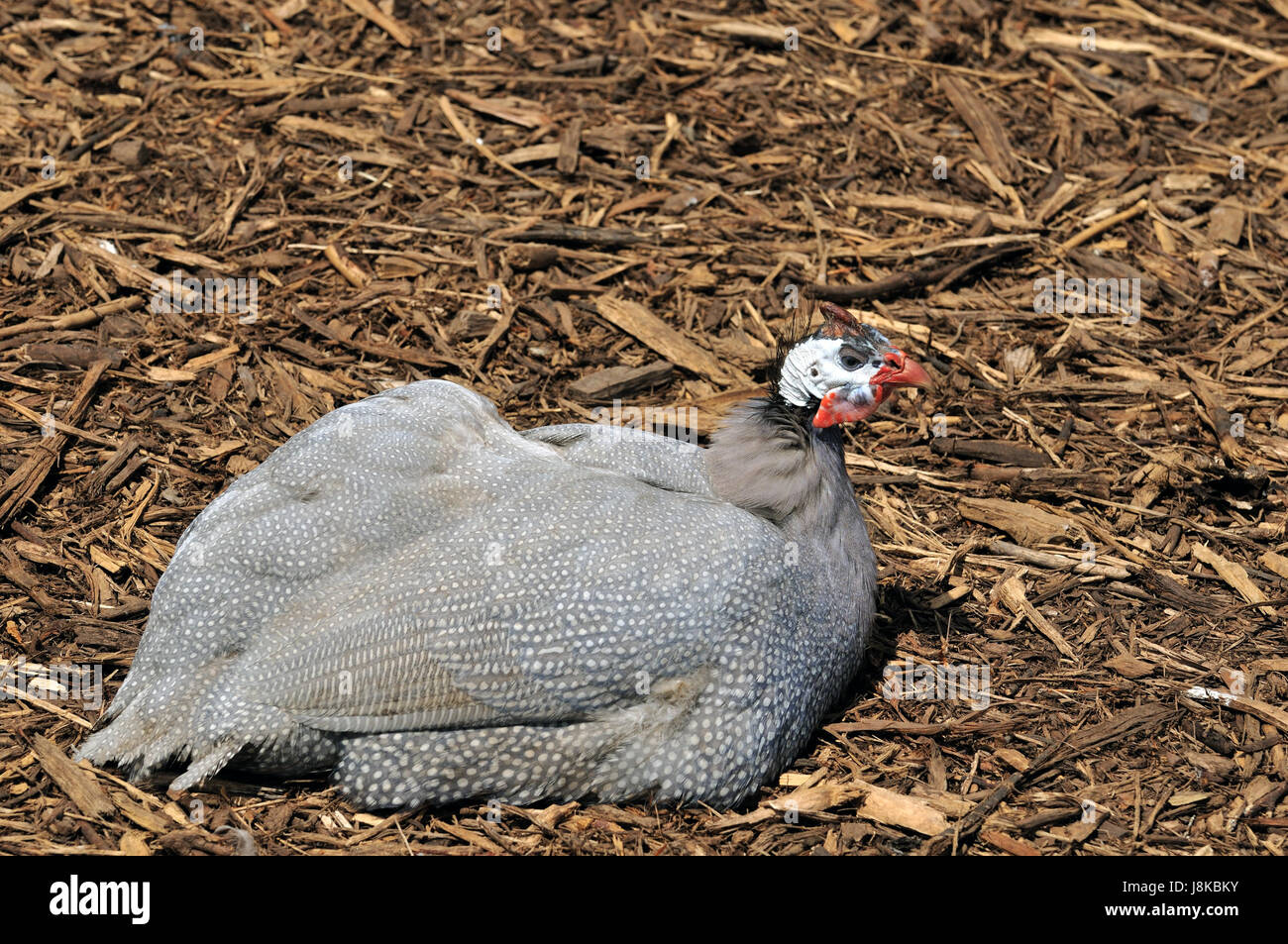 La nourriture, aliment, indiquer, montrer, de la santé, grand, grand, énorme, puissant, extrême, Banque D'Images