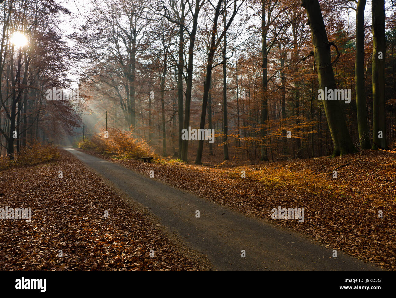 Soleil d'automne sur liepnitzsee Banque D'Images