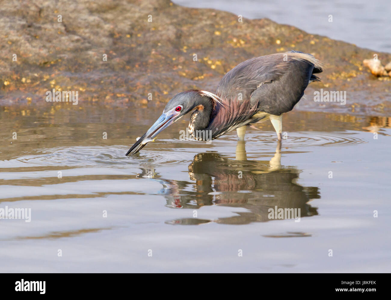 La pêche à l'héron tricolore (Egretta tricolor), Galveston, Texas, États-Unis Banque D'Images