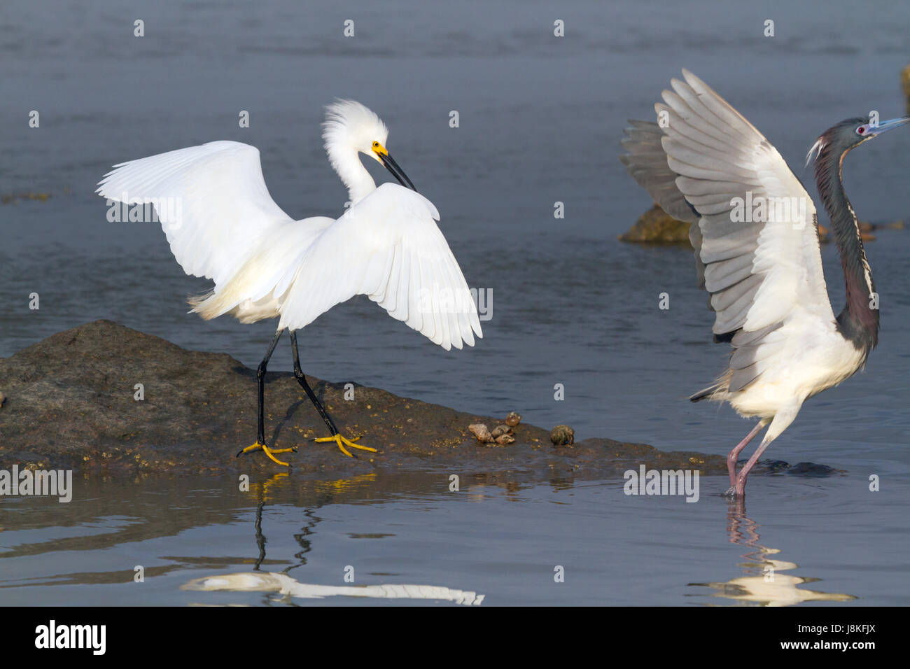 L'aigrette neigeuse est de faire fuir le petit héron Banque D'Images