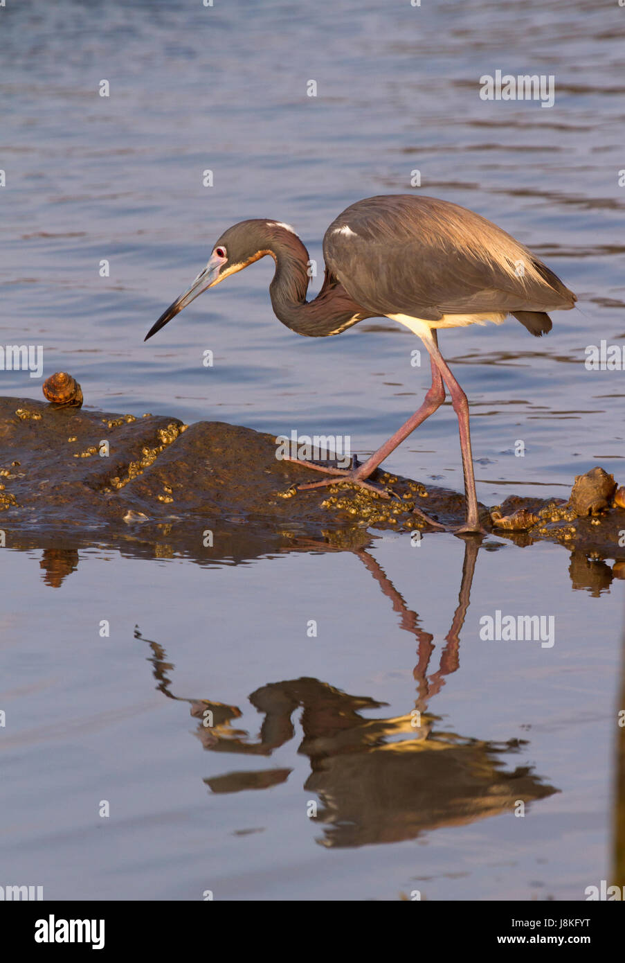 La pêche à l'héron tricolore (Egretta tricolor), Galveston, Texas, États-Unis Banque D'Images