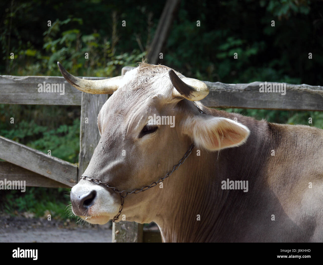Le lait, cornets, vache, ruminants, cornets, vache, pis, ruminant ...
