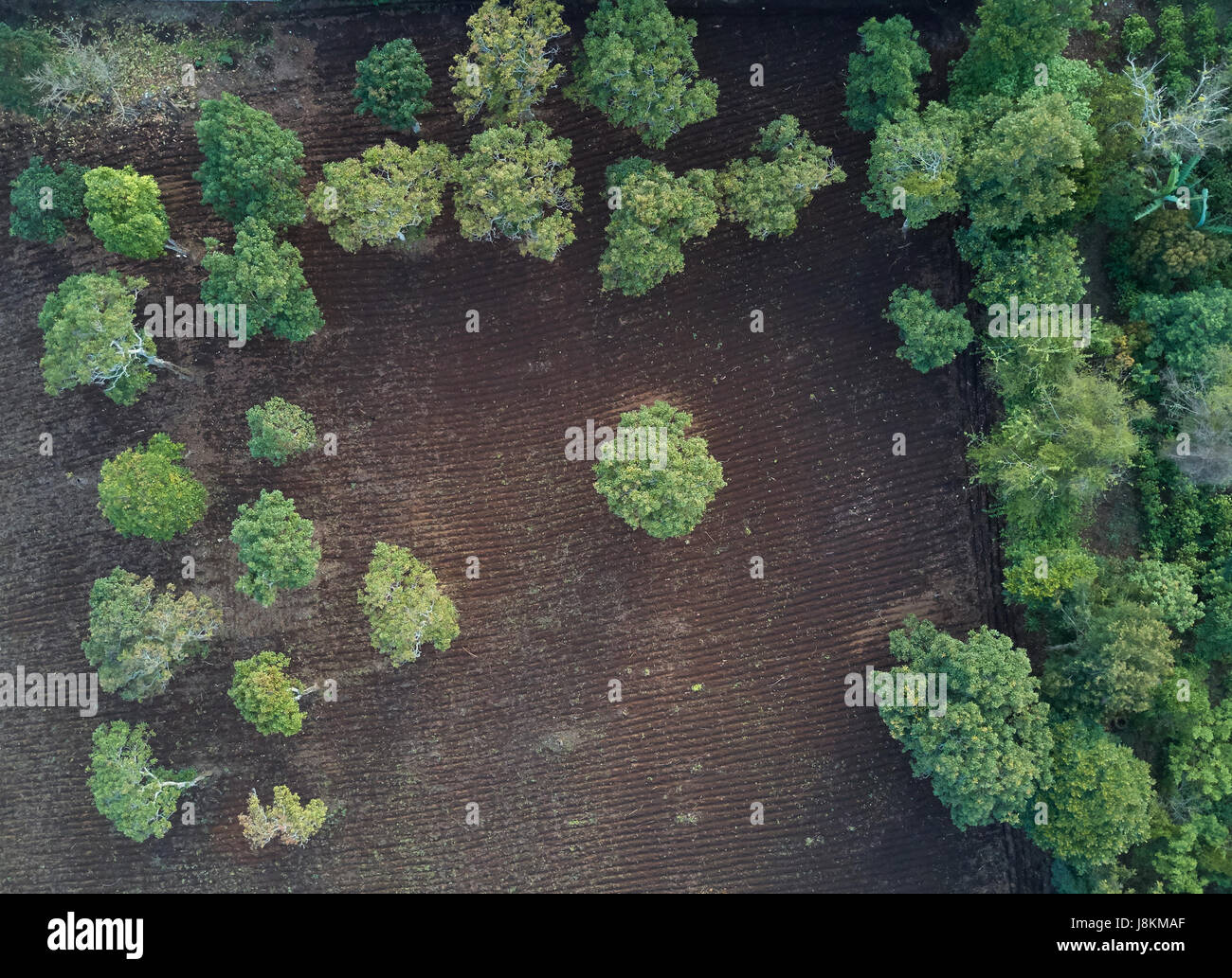 Champ cultivé dans la région de farm vue ci-dessus de bourdon. Arrière-plan de plantation Agriculture Banque D'Images Champ cultivé dans la région de farm vue ci-dessus de bourdon. Arrière-plan de plantation Agriculture Banque D'Images