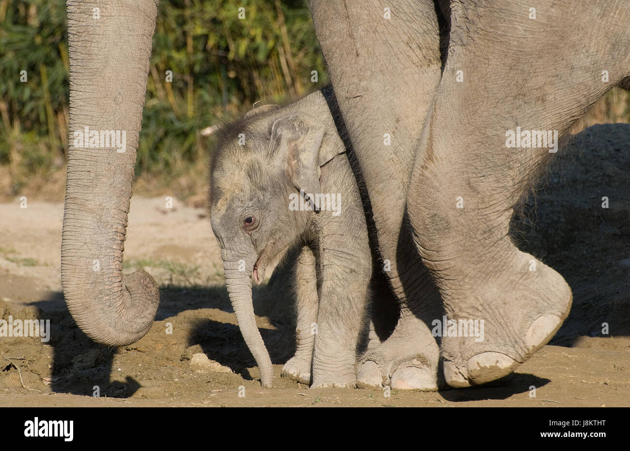 L'éléphant, CUB, bébé, format vertical, enfant, animal, zoo, l'éléphant, de l'affiche Banque D'Images