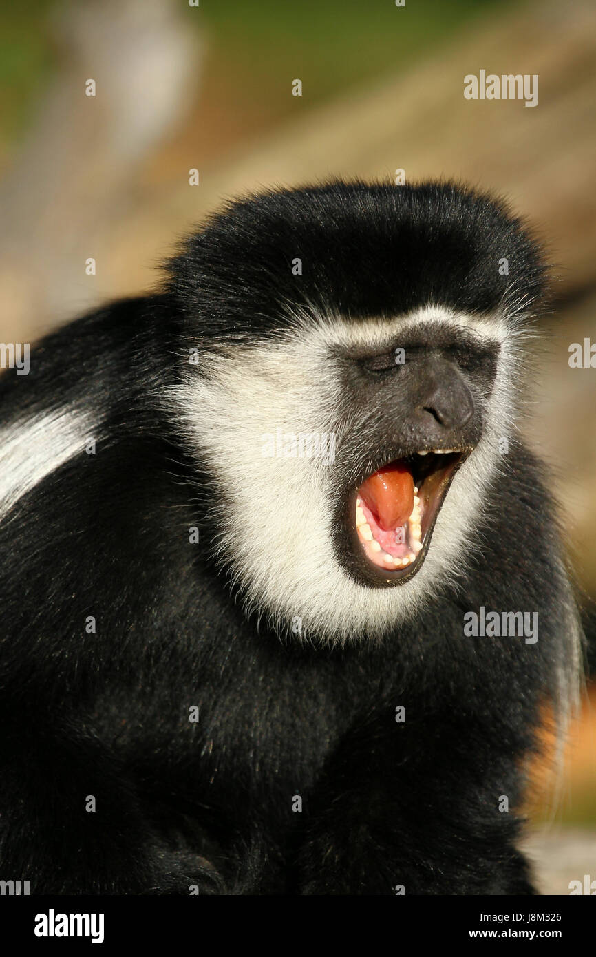L'Afrique, portrait, monkey, animal, de la bouche, des dents, de l'Afrique,  singe, noir, de teint basané Photo Stock - Alamy