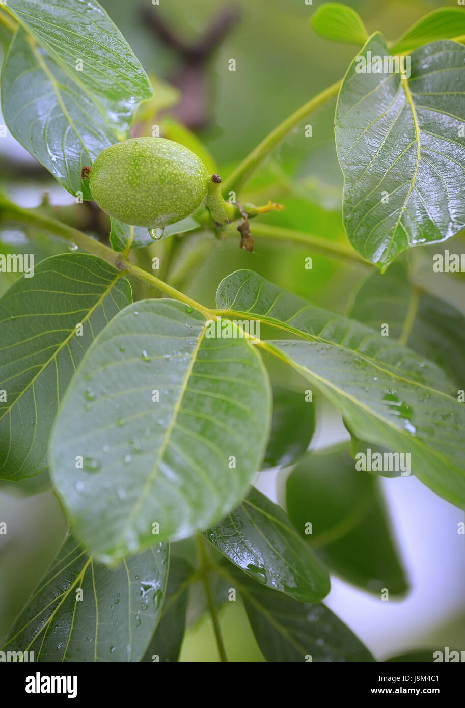 Cerneaux de noix et de noyer (Juglans regia) dans la pluie de printemps Banque D'Images