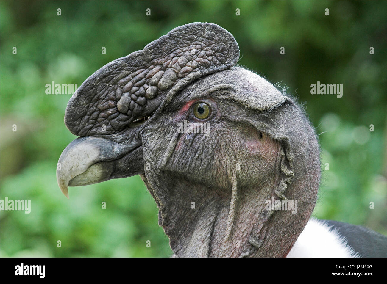 Vert condor Banque de photographies et d’images à haute résolution - Alamy