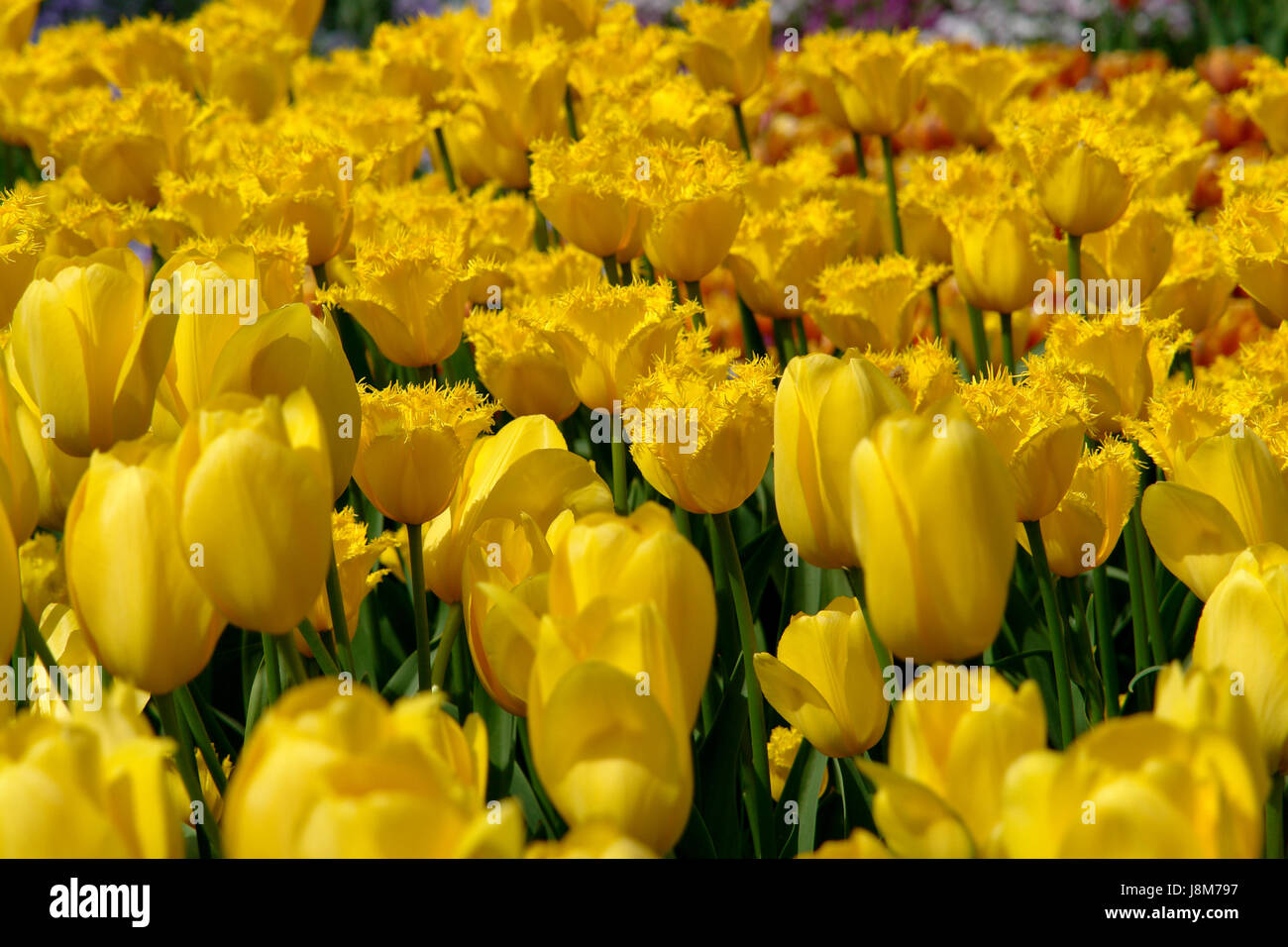 tulipes Banque D'Images