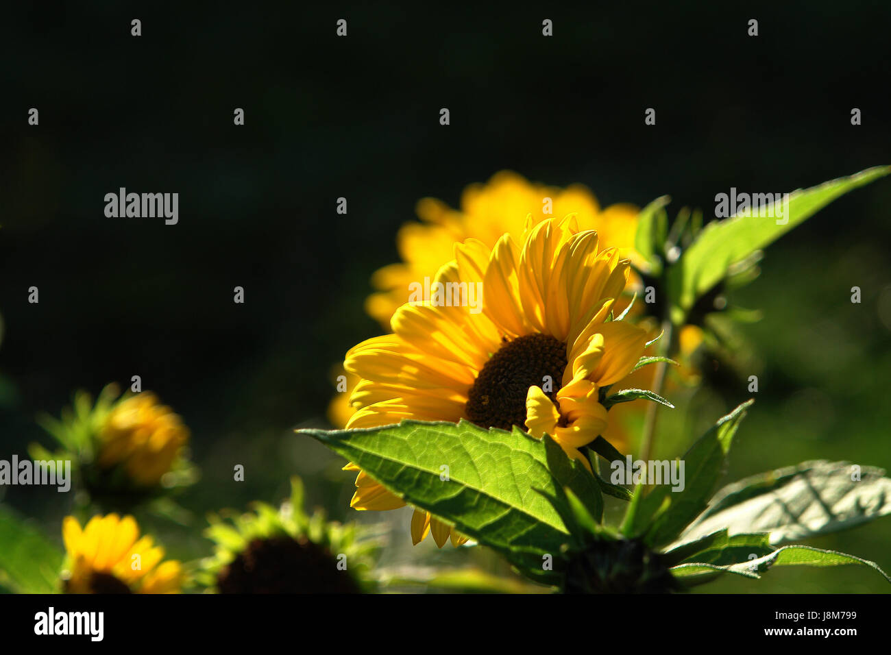 Fleur,plantes,fleurs,fleurs,s'épanouir,été,florissante,jaune,tournesol,summerly Banque D'Images