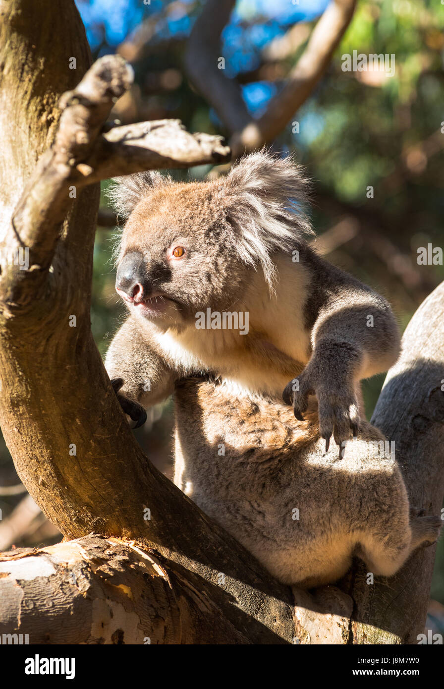 Koala observée à l'état sauvage sur l'île kangourou en Australie. Banque D'Images