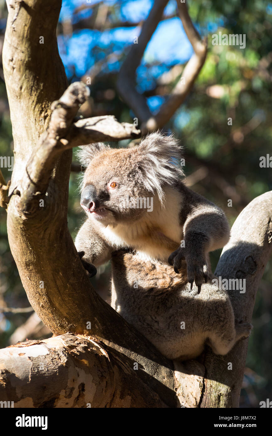 Koala vu dans l'état sauvage sur l'île kangourou en Australie. Banque D'Images