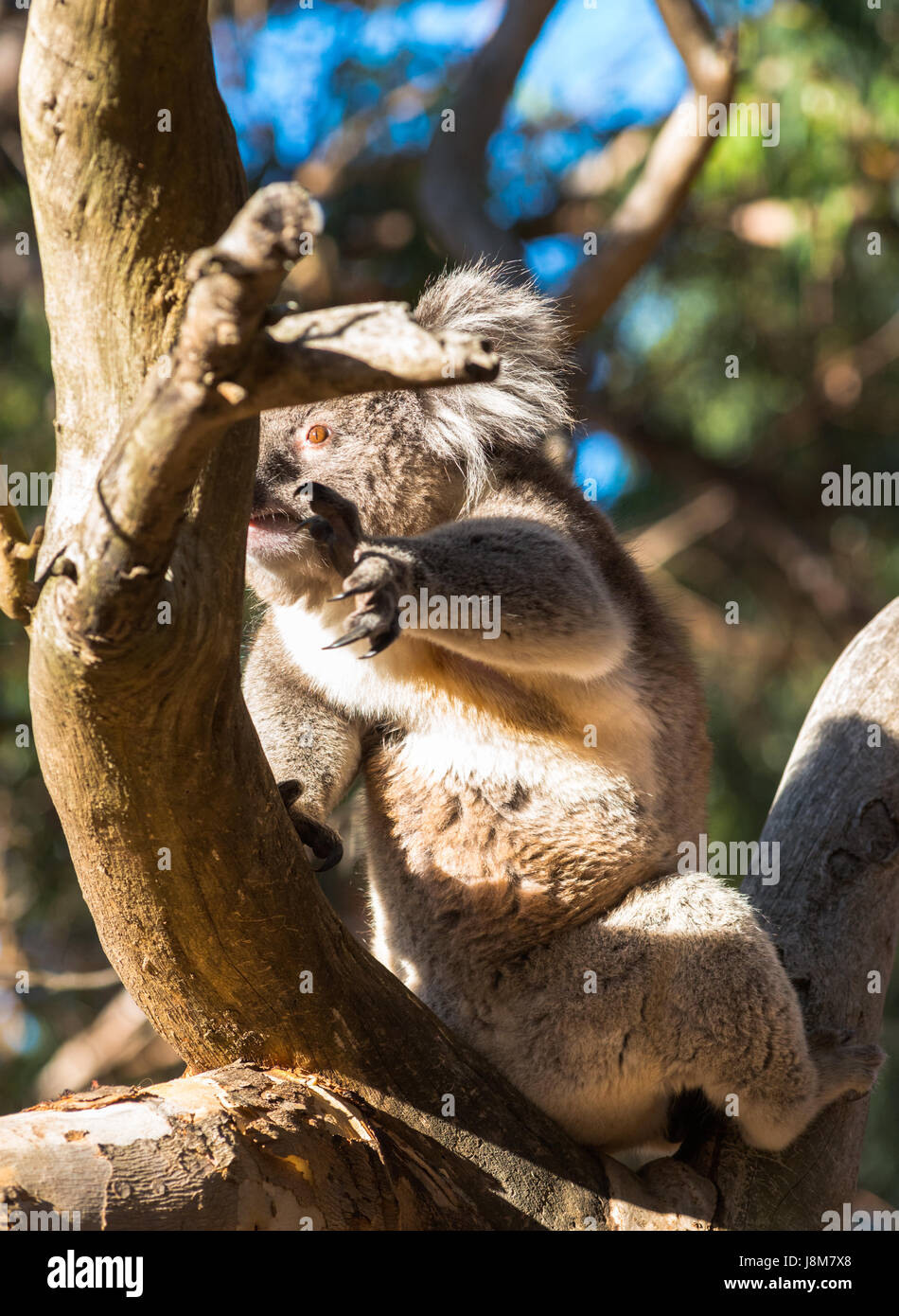Koala vu dans l'état sauvage sur l'île kangourou en Australie. Banque D'Images