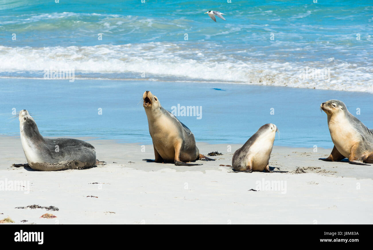 Seal Bay, Kangaroo Island, Australie du Sud, Australie. Banque D'Images