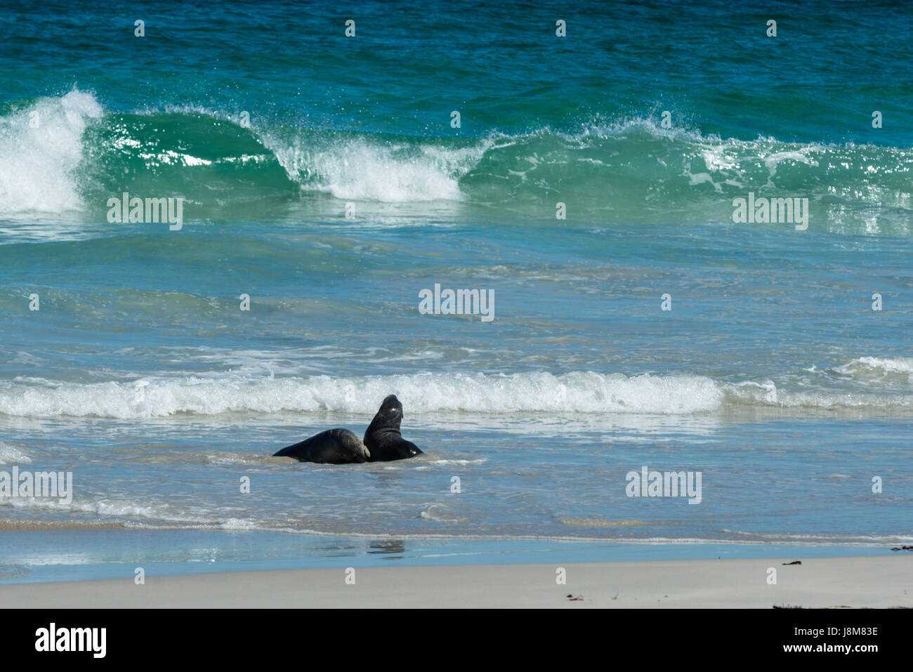 Seal Bay, Kangaroo Island, Australie du Sud, Australie. Banque D'Images